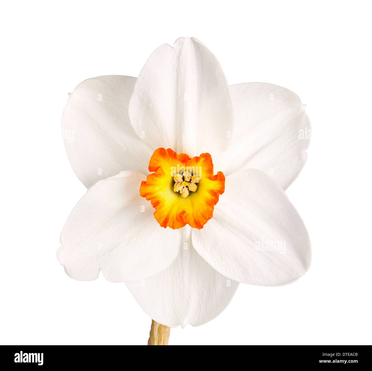 Single flower and stem of the red-rimmed, small yellow cup daffodil cultivar Excitement against a white background Stock Photo