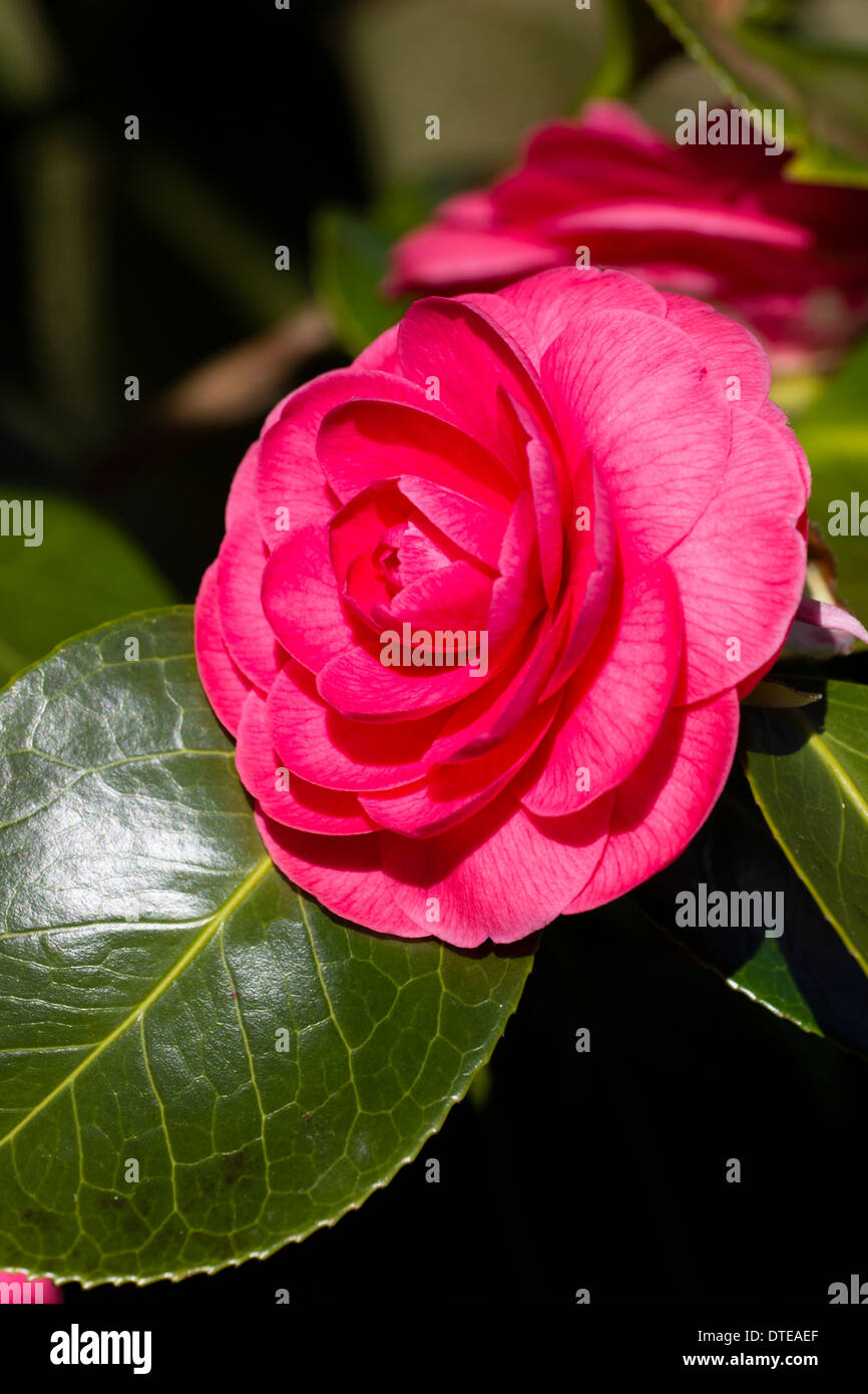 Single flower of the double pink Camellia japonica 'Valteverada' in the National Collection, Mt Edgcumbe Stock Photo