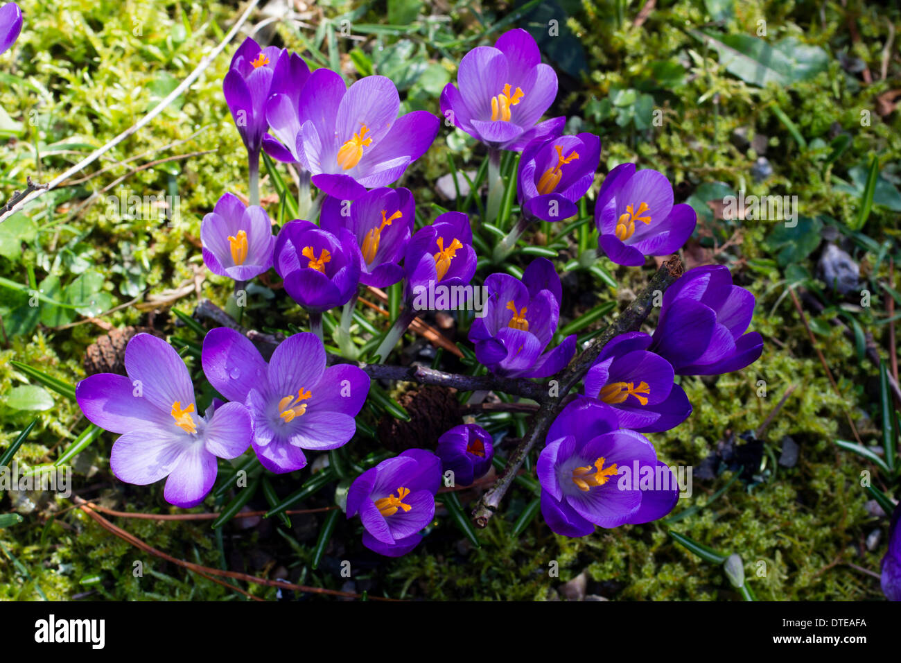 Early flowering Crocus tommasinianus opening wide in mid February