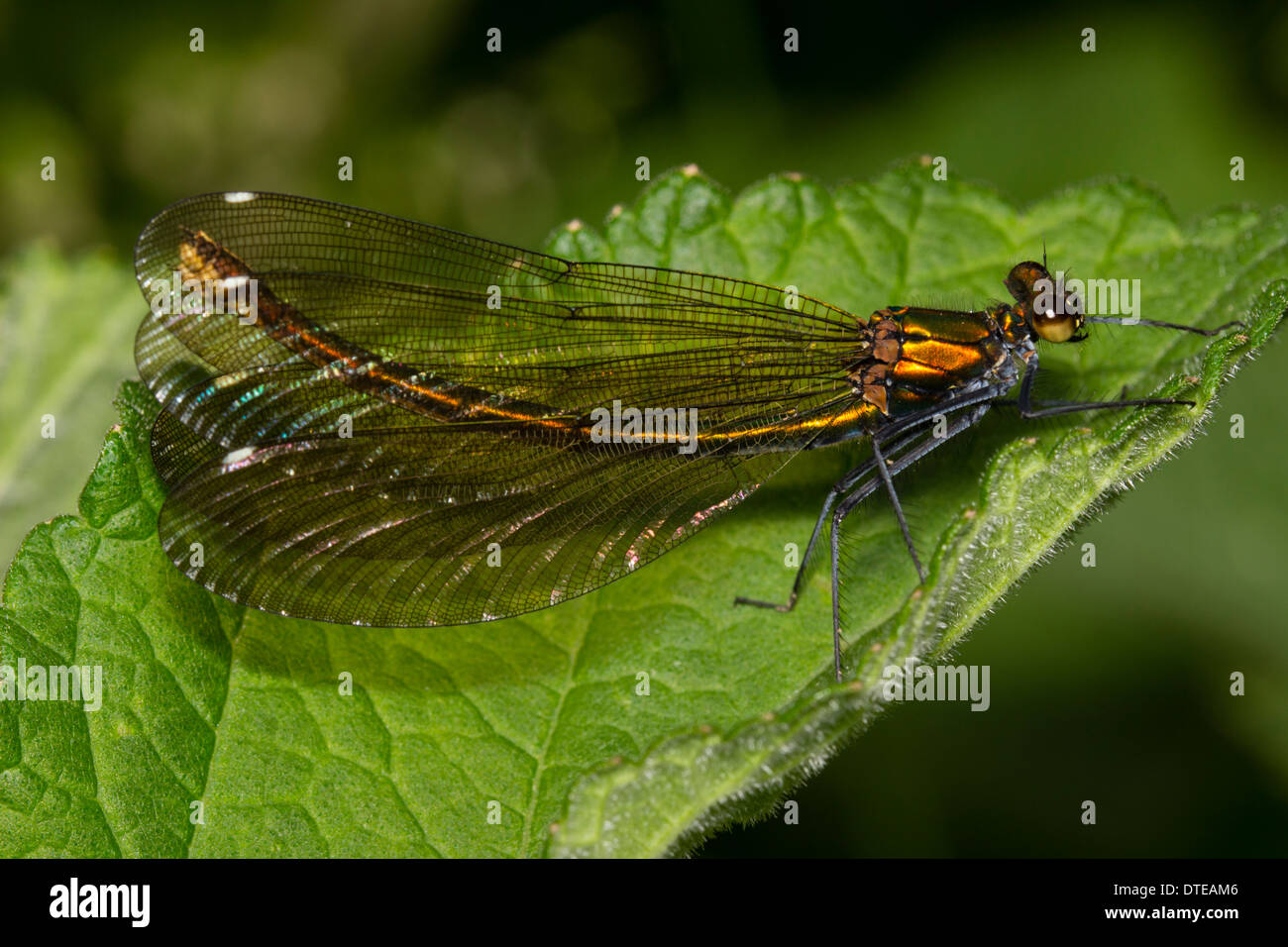 Adult female Beautiful demoiselle, Calopteryx virgo Stock Photo