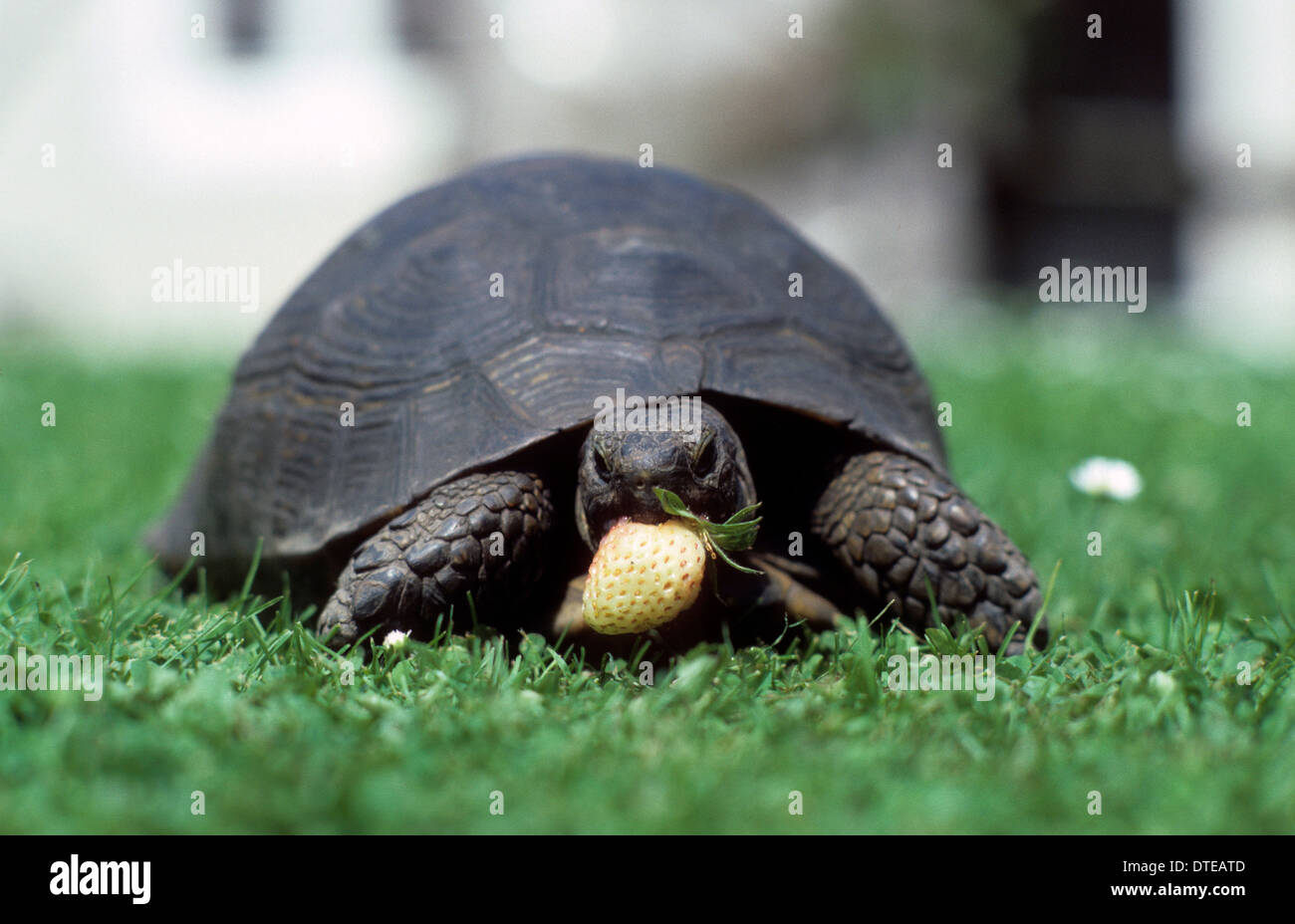 Tortoise eating uk hi-res stock photography and images - Alamy