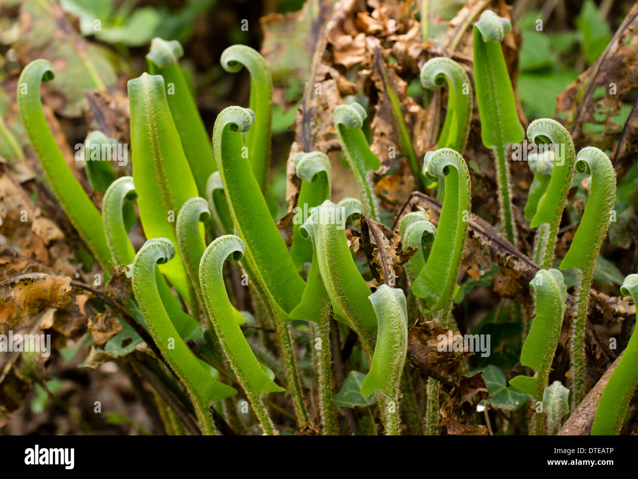Young fronds of Asplenium scolopendrium unfurling in Cann Wood, Plymouth Stock Photo