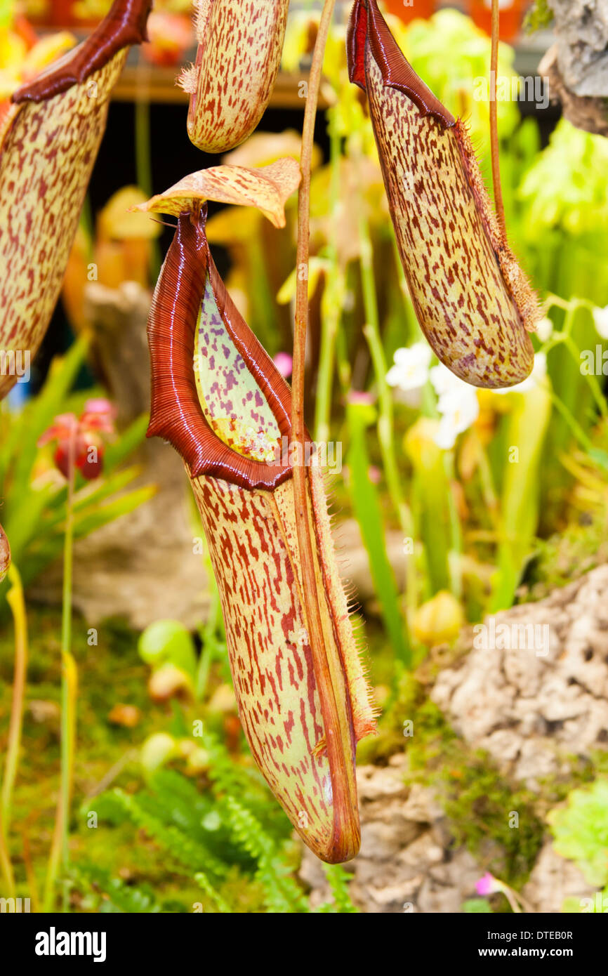 Pitchers of the carnivorous pitcher plant, Nepenthes x mixta Stock Photo