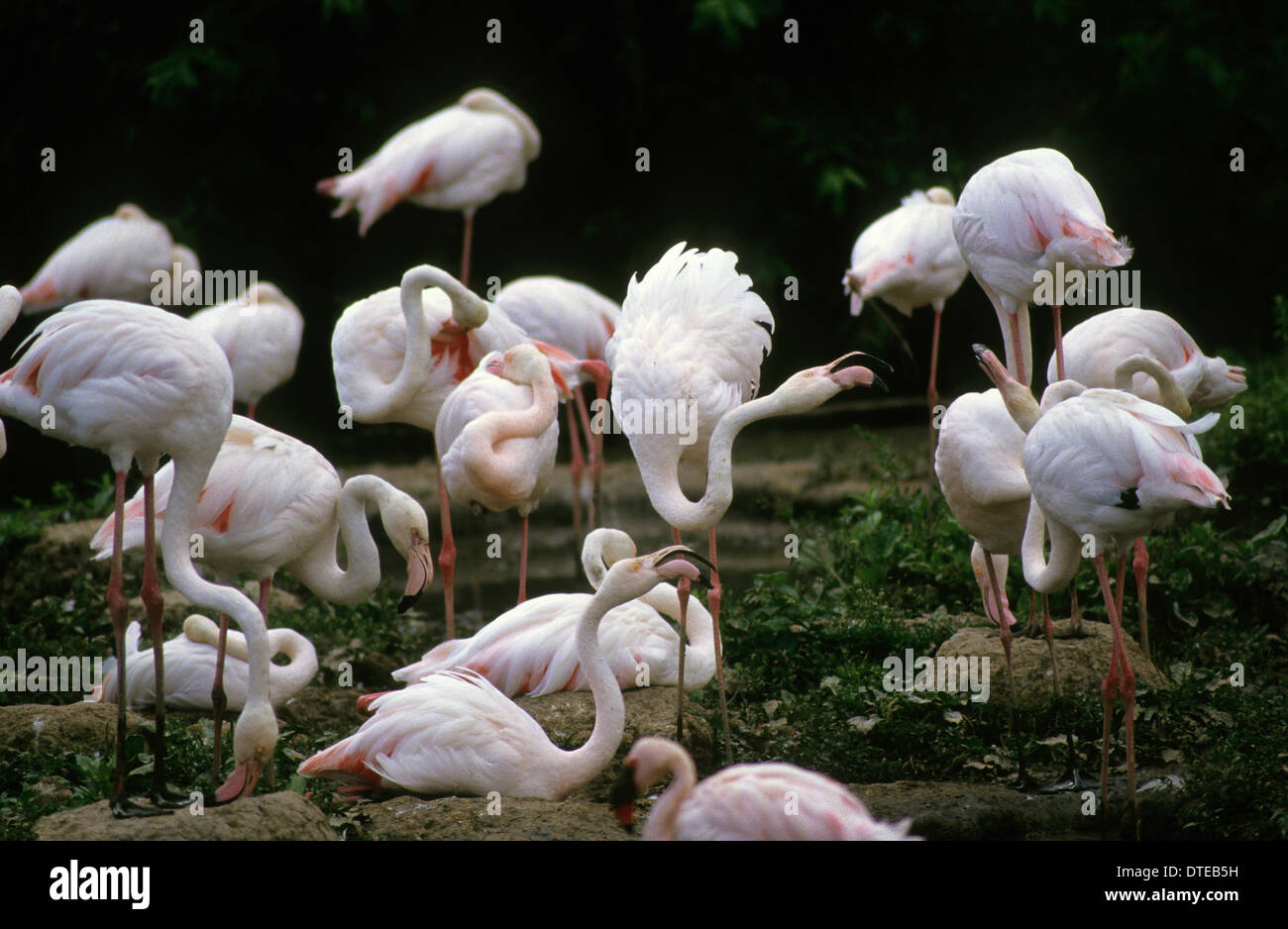 Flamingos at Slimbridge Wildfowl and Wetlands Trust Stock Photo