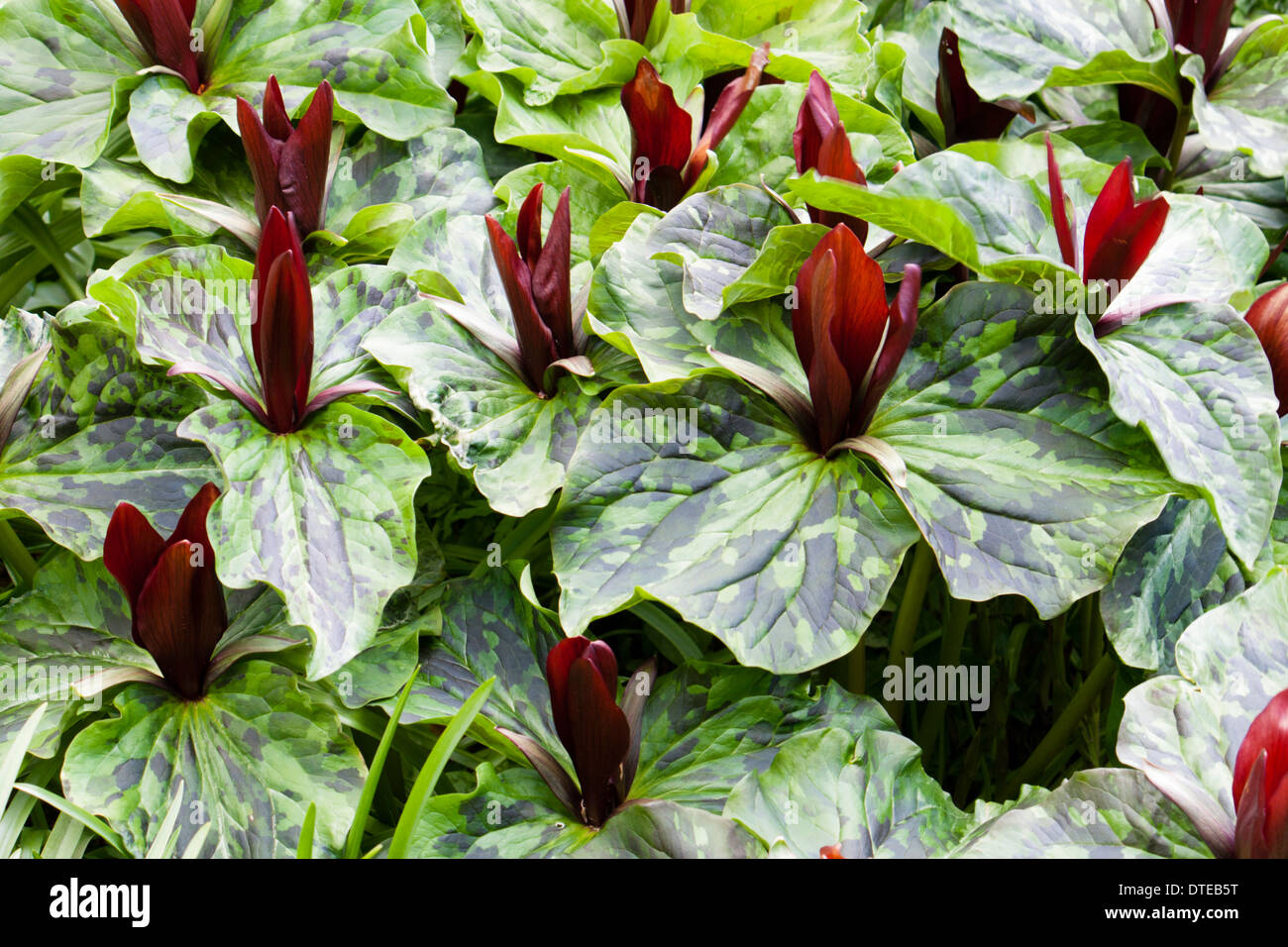 Carpet of spring flowering Trillium chloropetalum 'Rubrum' in a Plymouth garden Stock Photo