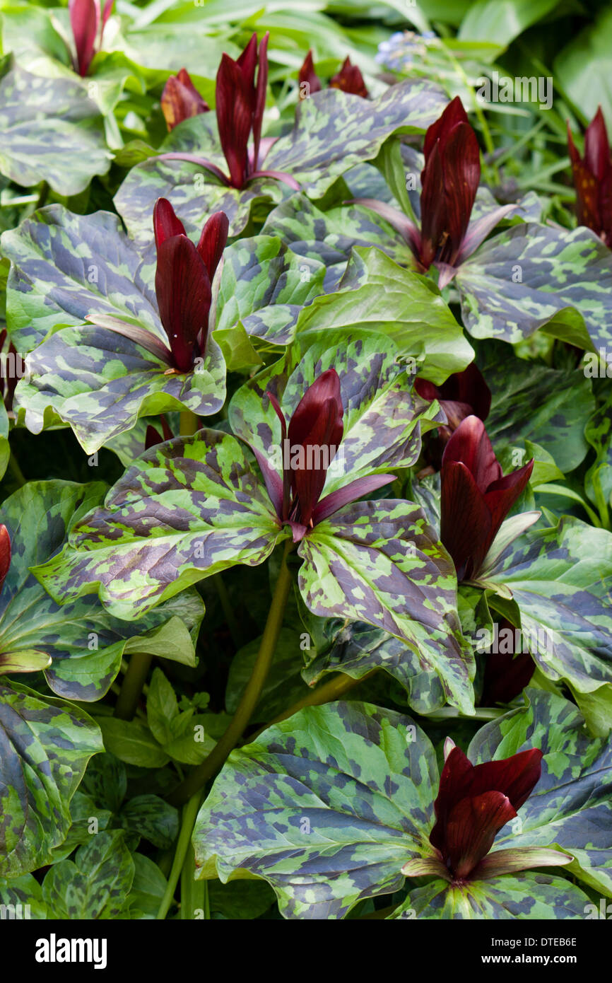 Carpet of spring flowering Trillium chloropetalum 'Rubrum' in a Plymouth garden Stock Photo