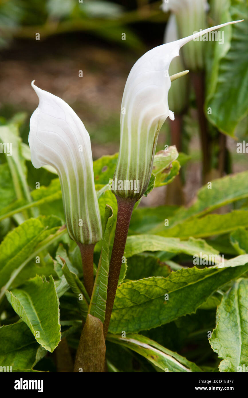 Green striped spathes of the small arum lily, Arisaema candidissimum Stock Photo