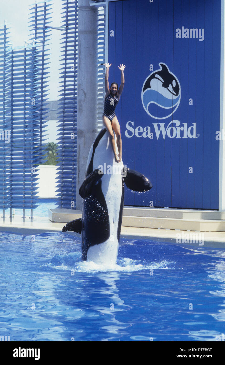 Killer Whale and girl female trainer Tina Soler aged 21 performing at Seaworld Orlando USA 1981 Stock Photo