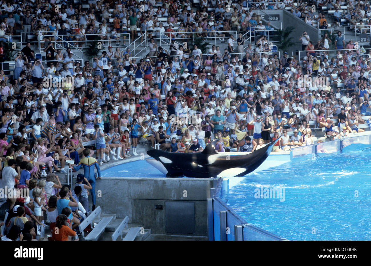Killer Whale performing at Seaworld Orlando USA 1981 Stock Photo