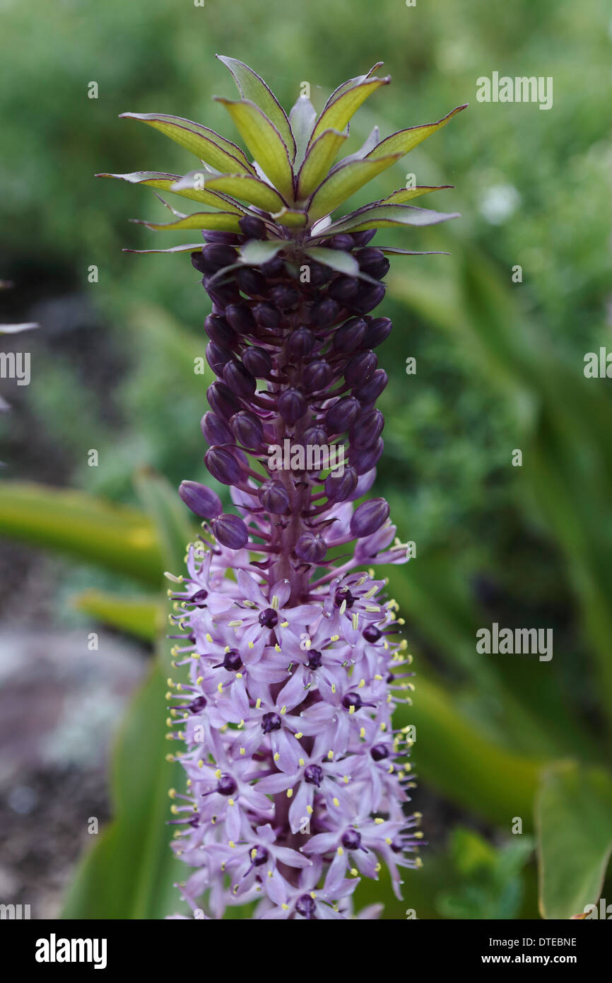comosa (Pineapple Lily) in bloom Stock Photo Alamy