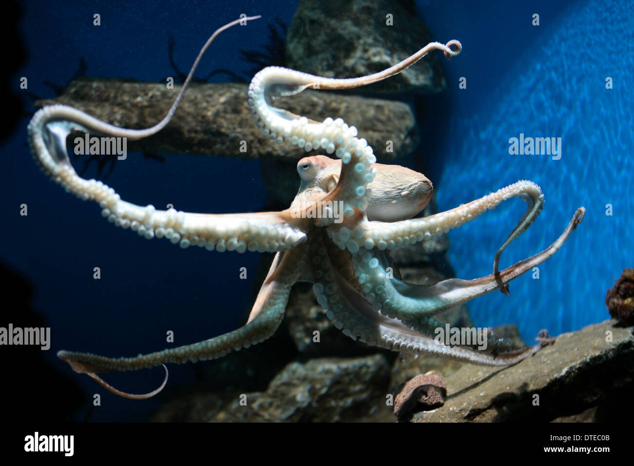 Octopus in a aquarium Stock Photo