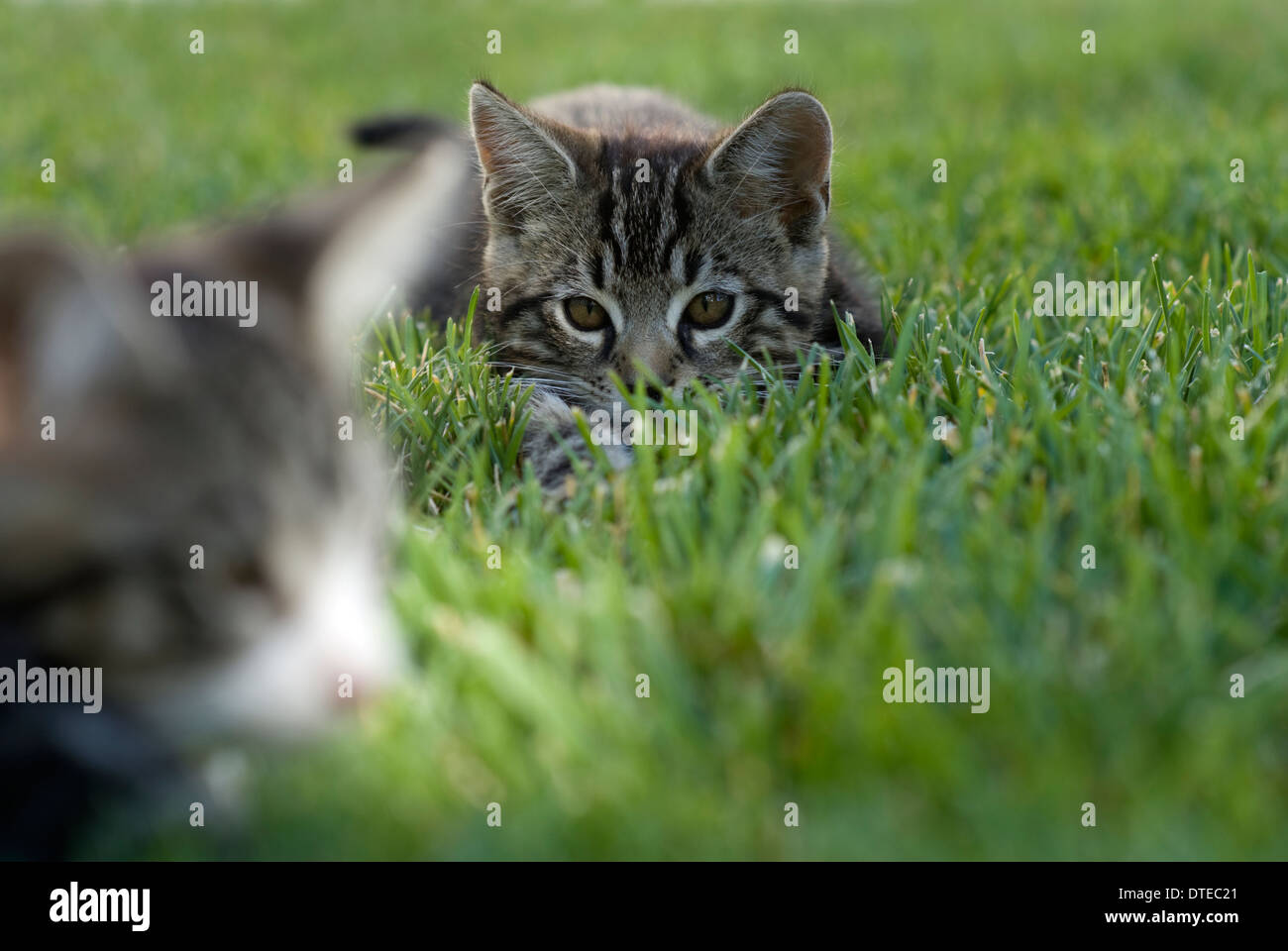 Two kittens play with each other on a grassy lawn in Northern California. © Craig M. Eisenberg Stock Photo