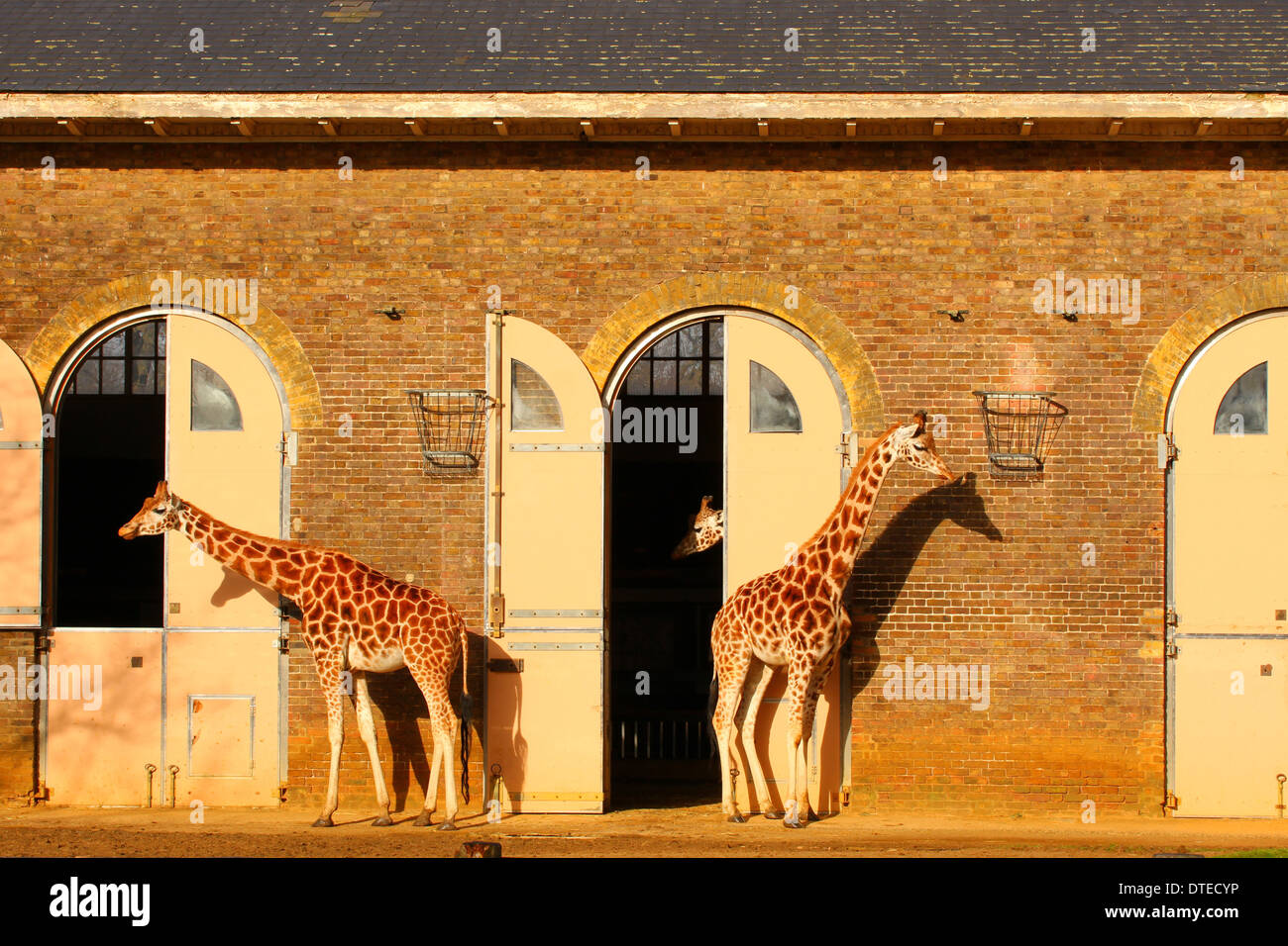 Giraffes in London zoo Stock Photo