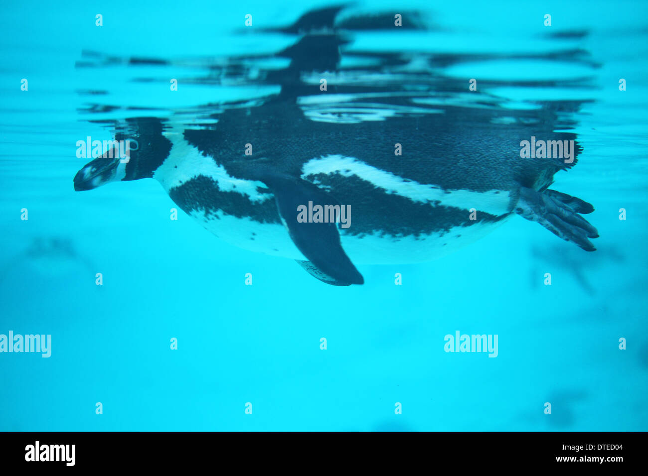 Penguins swimming in London zoo Stock Photo - Alamy