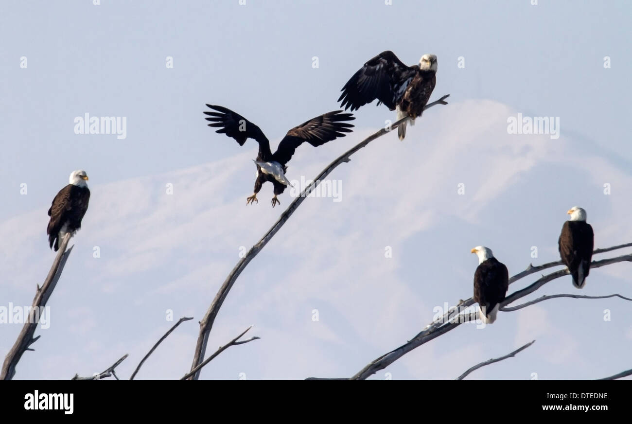 Bald eagles sitting on tree branches, Farmington Bay, Utah Stock Photo