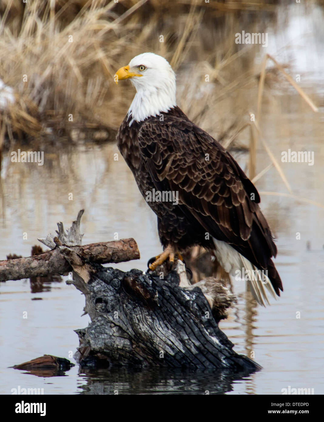Bald Eagle in Farmington Bay, Utah Stock Photo Alamy