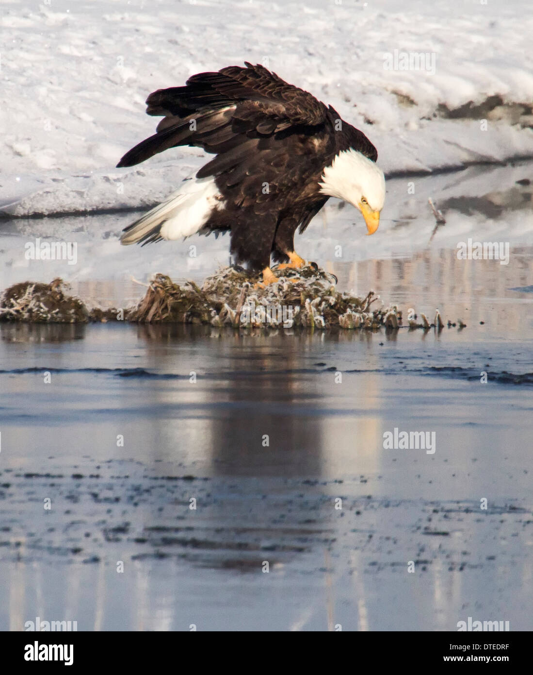 Bald Eagle fishing in Farmington Bay, Utah in winter Stock Photo