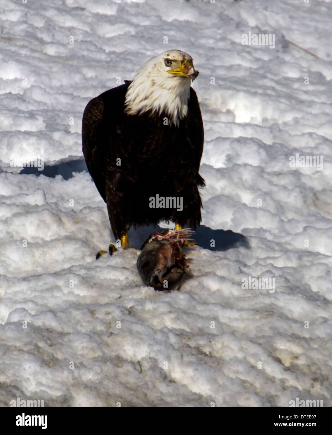 Bald eagle with fish during winter feed in Farmington Bay, Utah Stock Photo