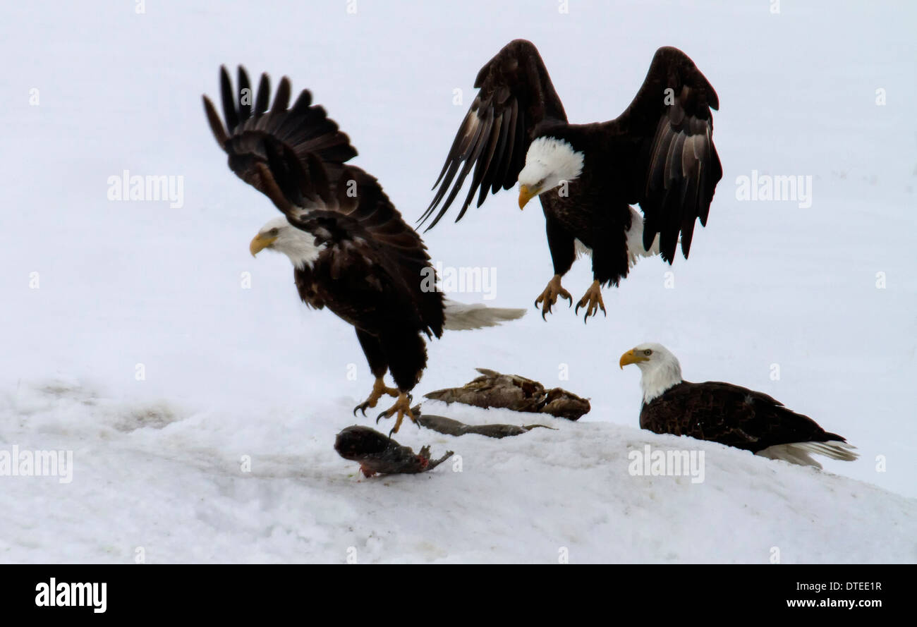 Mature bald eagles fighting over fish in Farmington Bay, Utah. Stock Photo