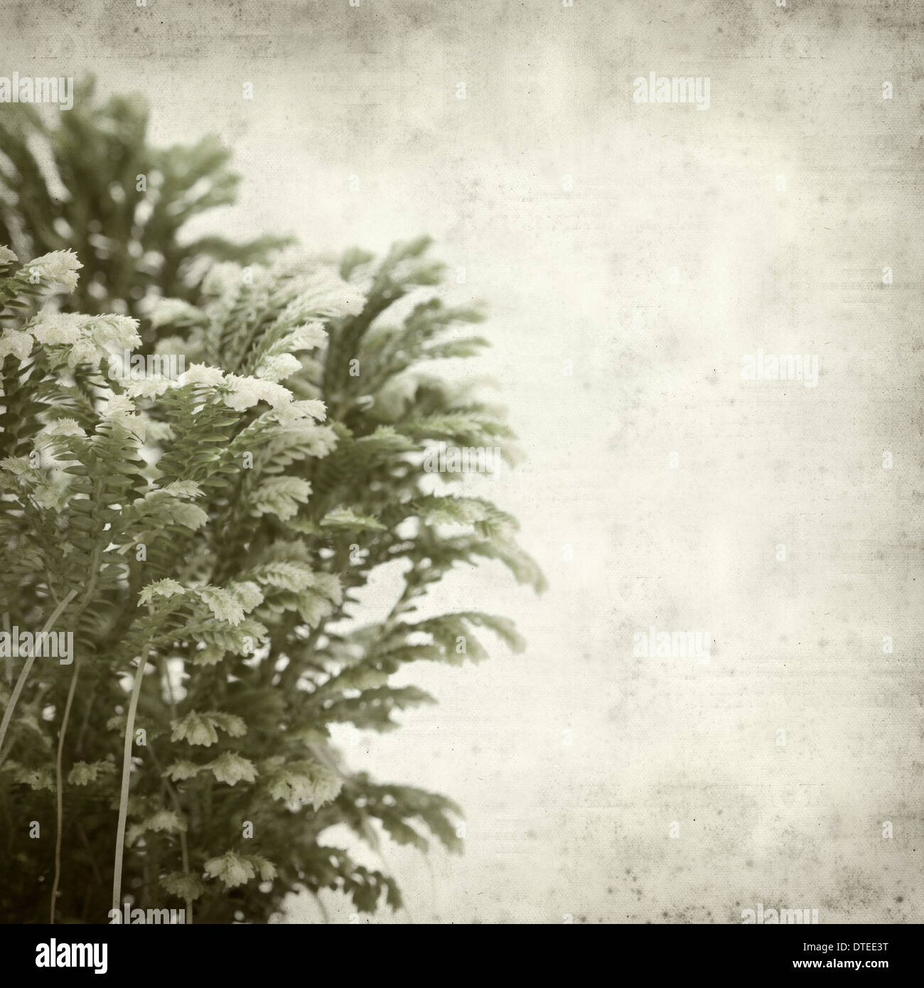 textured old paper background with Selaginella;, tropical moss Stock Photo