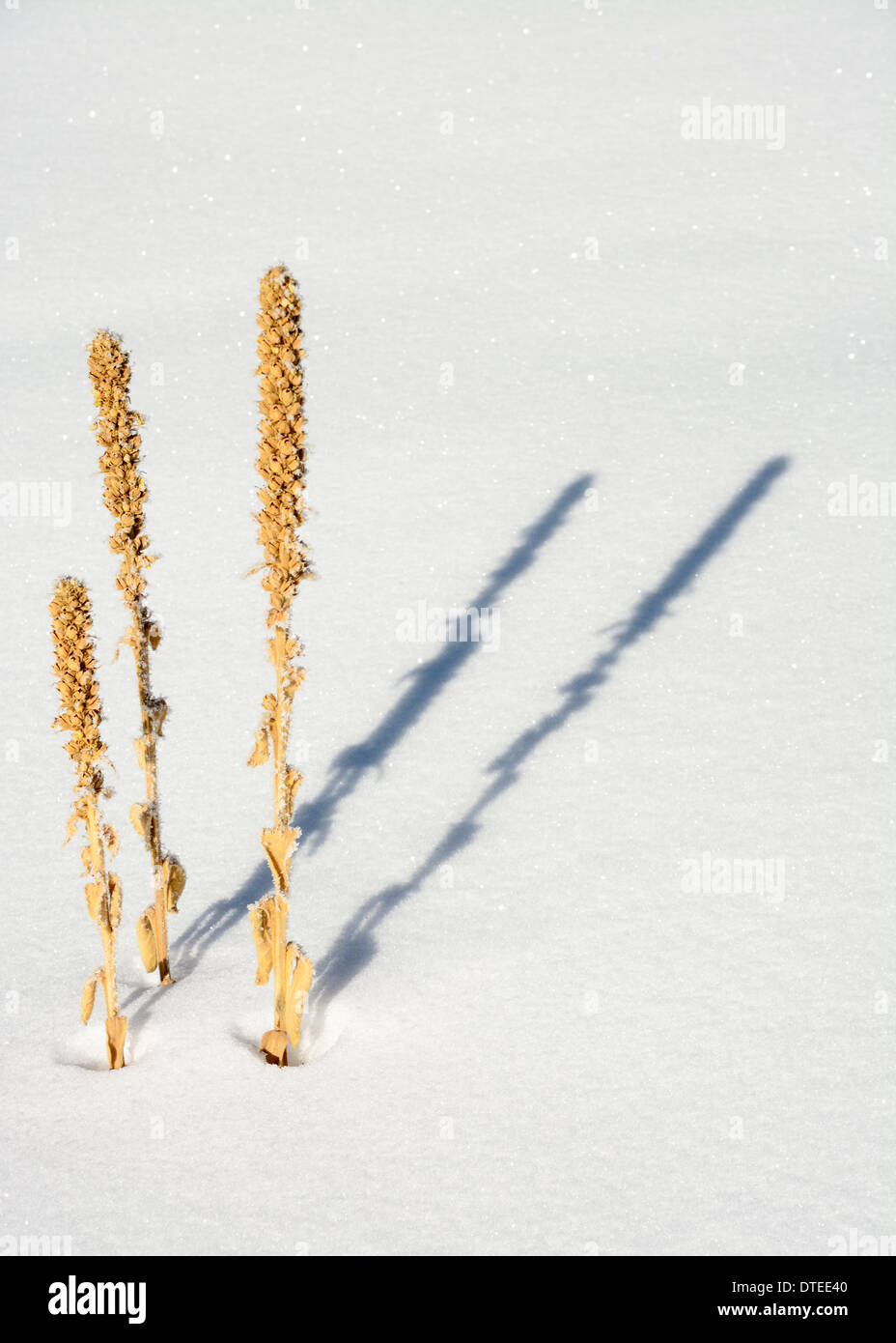 Three weeds in nature winter with snow Stock Photo