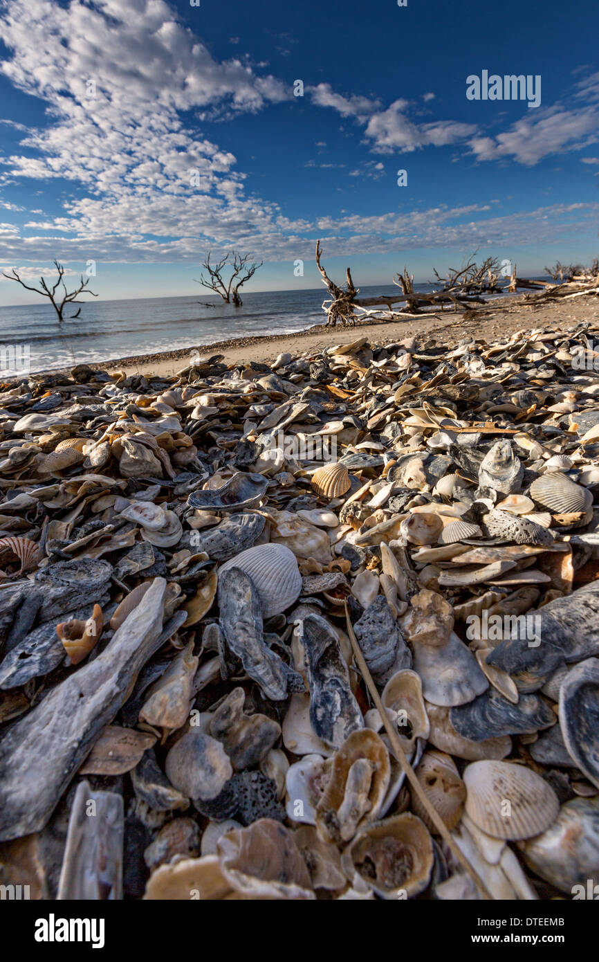 Boneyard Beach at Botany Bay Plantation February 16, 2014 in Edisto