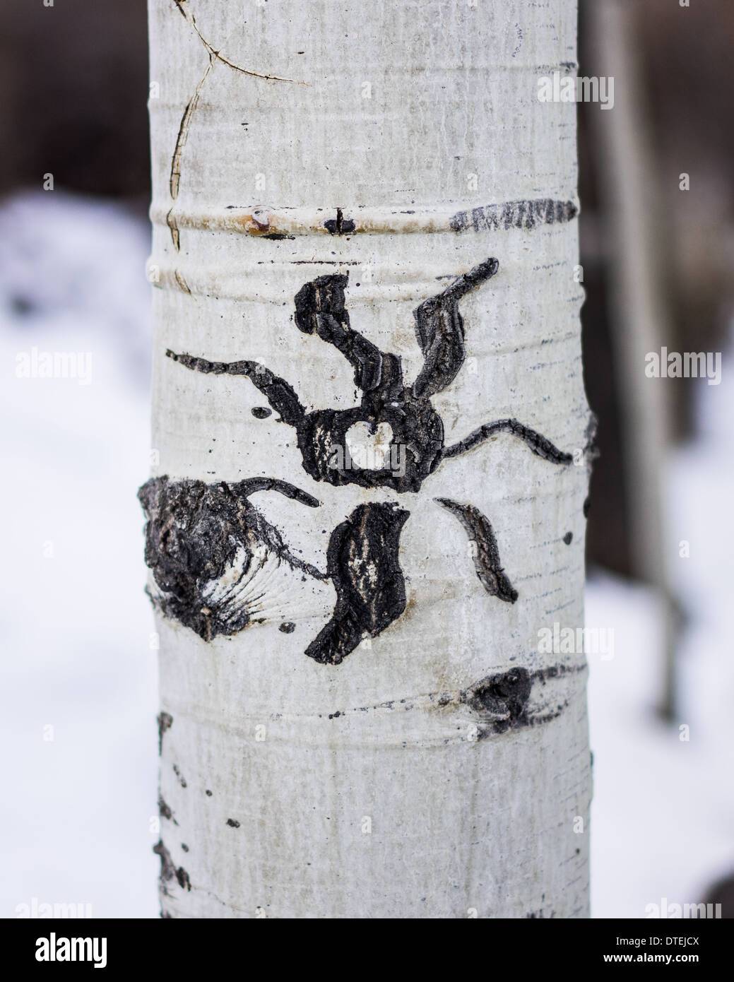 A sun carved on an Aspen Tree on the slopes of Mt Rose in Reno Nevada. Stock Photo