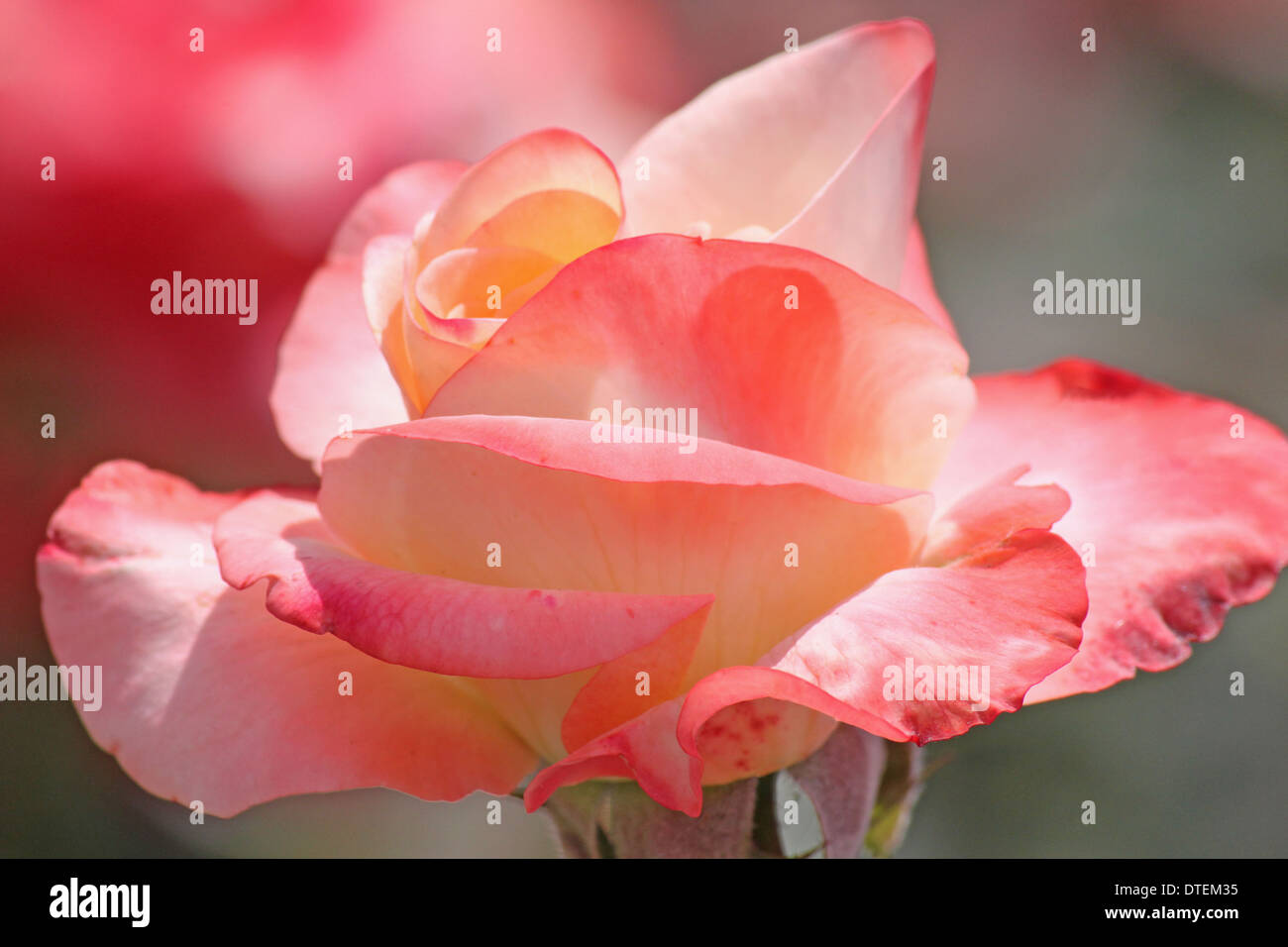 Pink rose flower and bud hi-res stock photography and images - Alamy