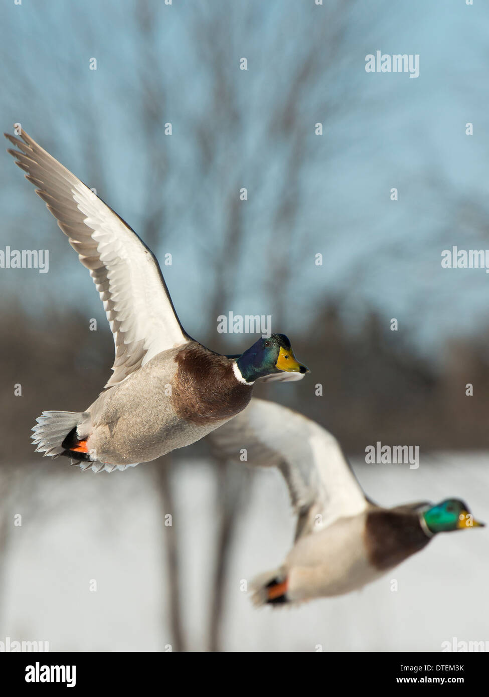Flying Mallard Ducks Stock Photo - Alamy Flying Mallard Ducks Stock Photo - Alamy