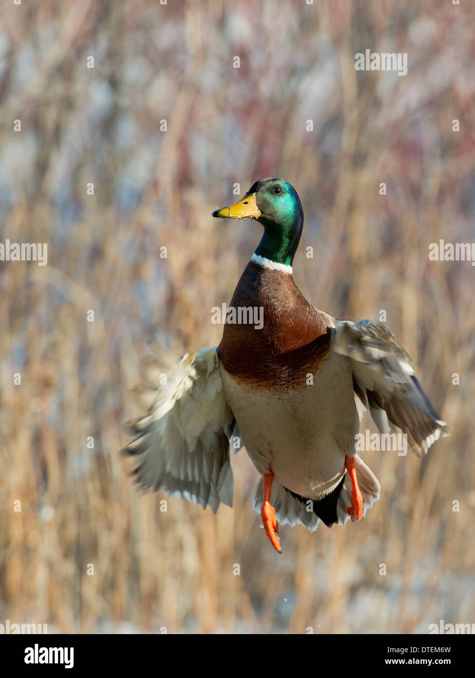 Mallard Duck in flight Stock Photo