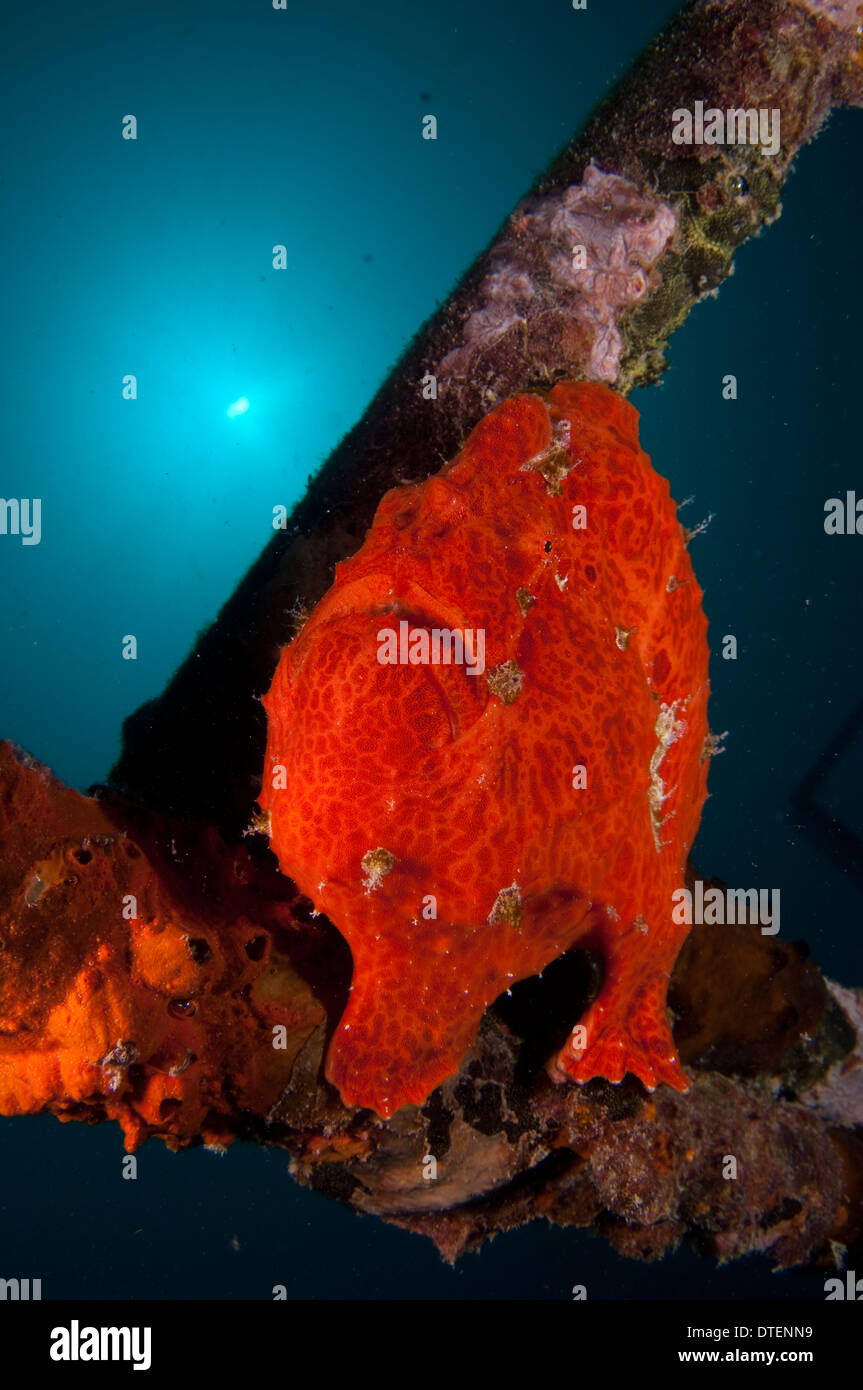 Giant Frogfish, Antennarius commersoni, The Maldives Stock Photo