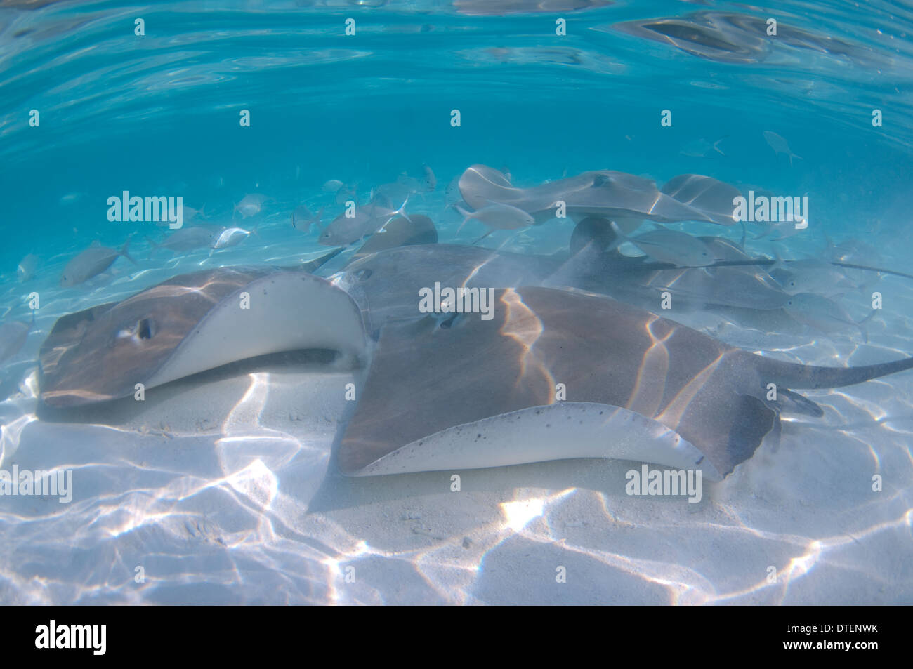 Pink Whiprays, Himantura fai, Banyan Tree, Vabbinfaru, North Male Atoll, The Maldives Stock Photo