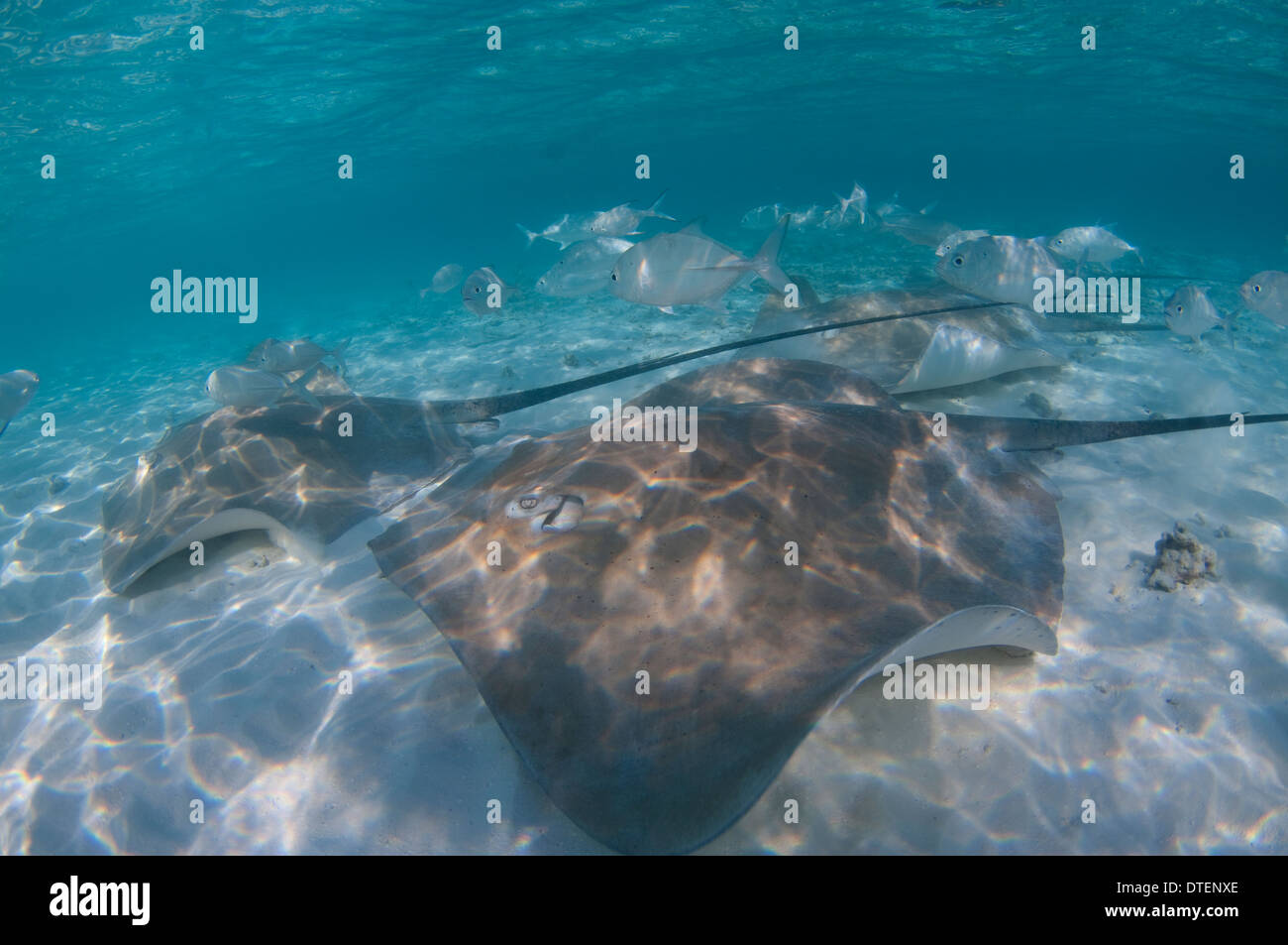 Pink Whiprays, Himantura fai, Banyan Tree, Vabbinfaru, North Male Atoll, The Maldives Stock Photo