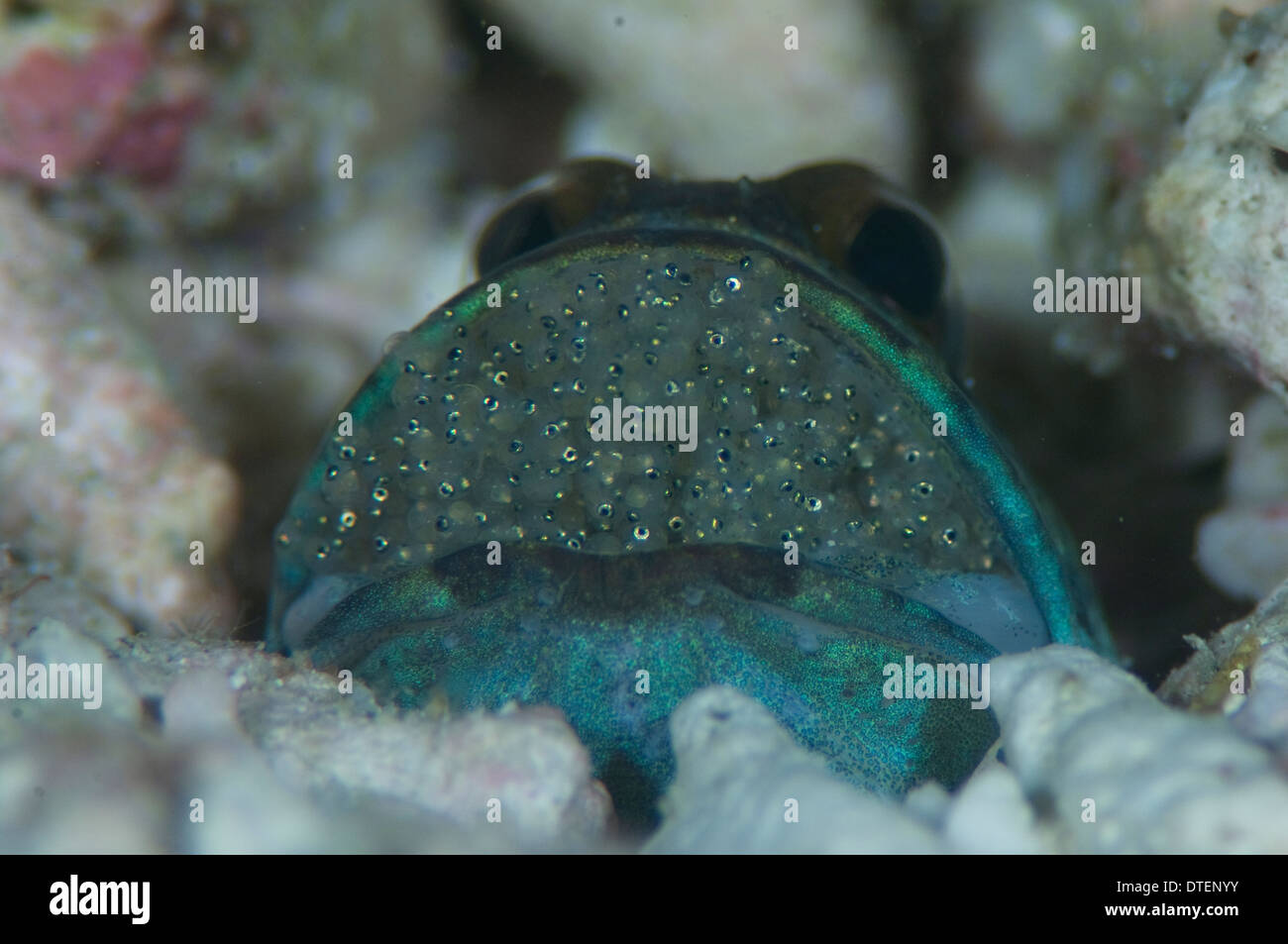 Jawfish, Opistognathus sp., with eggs, eyes of spawn visible, The Maldives Stock Photo