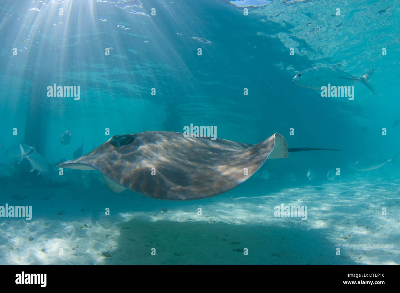 Pink Whipray, Himantura fai, with other fishes, Banyan Tree, Vabbinfaru, North Male Atoll, The Maldives Stock Photo