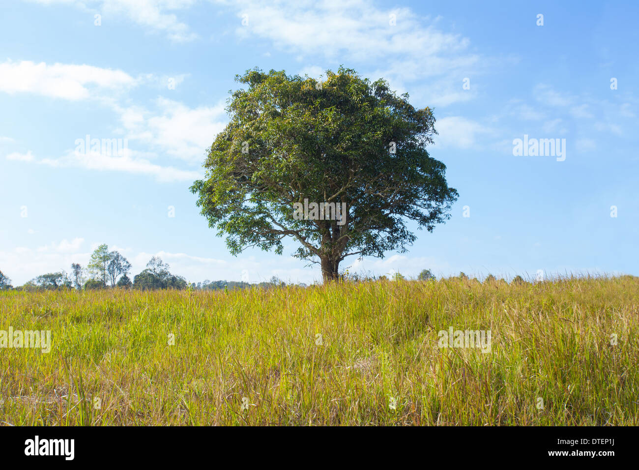 Alone in a wide field hi-res stock photography and images - Alamy