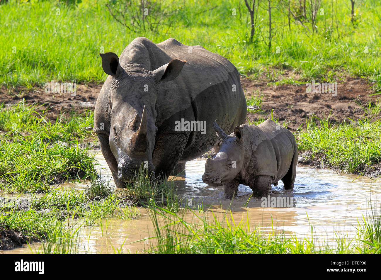 Wide-mouthed Rhinoceros, female with young, Sabi Sabi Game Reserve, Kruger national park, South Africa / (Ceratotherium simum) Stock Photo