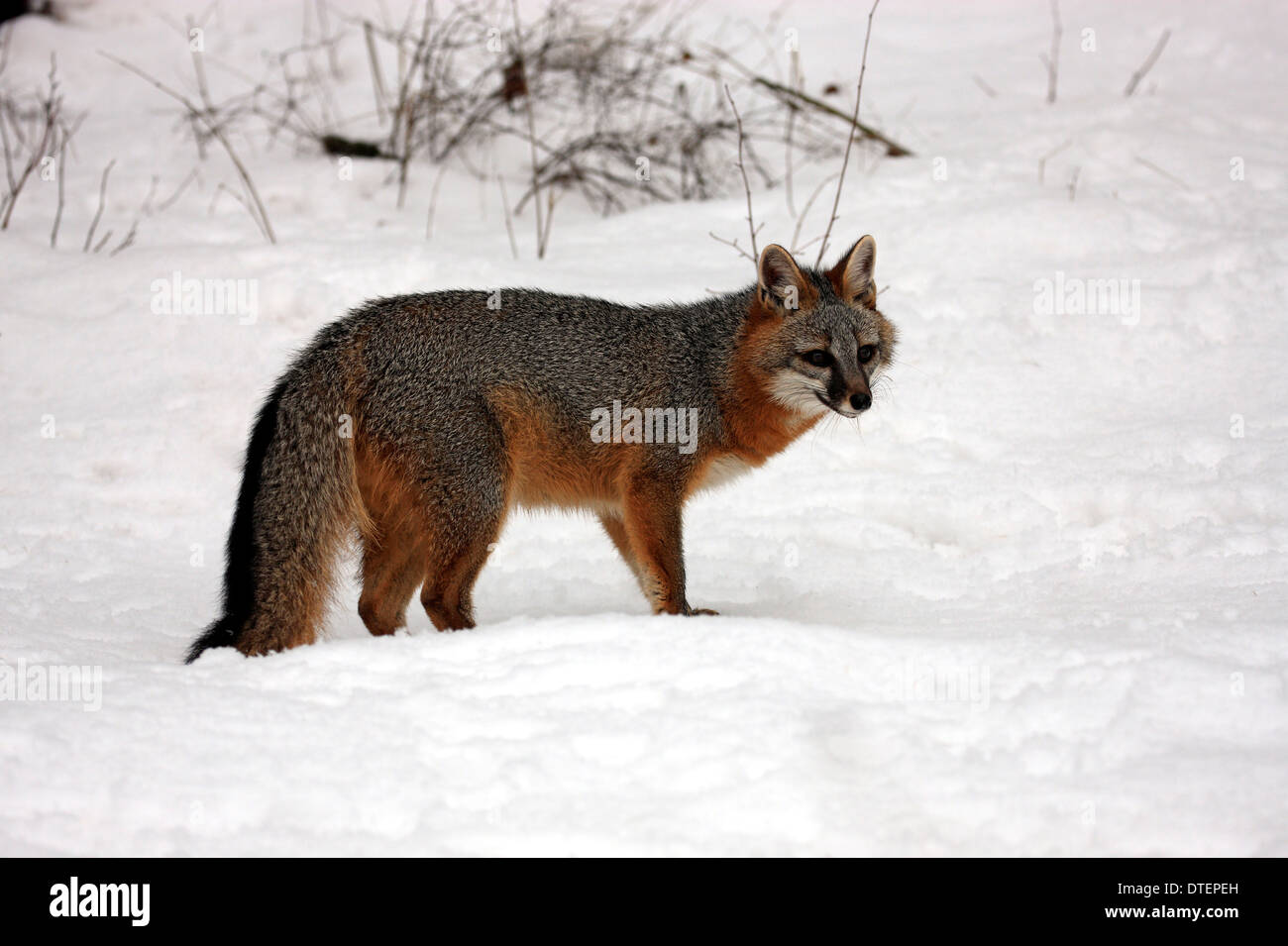 Grey Fox, Montana, USA / (Urocyon cineroargenteus Stock Photo Alamy