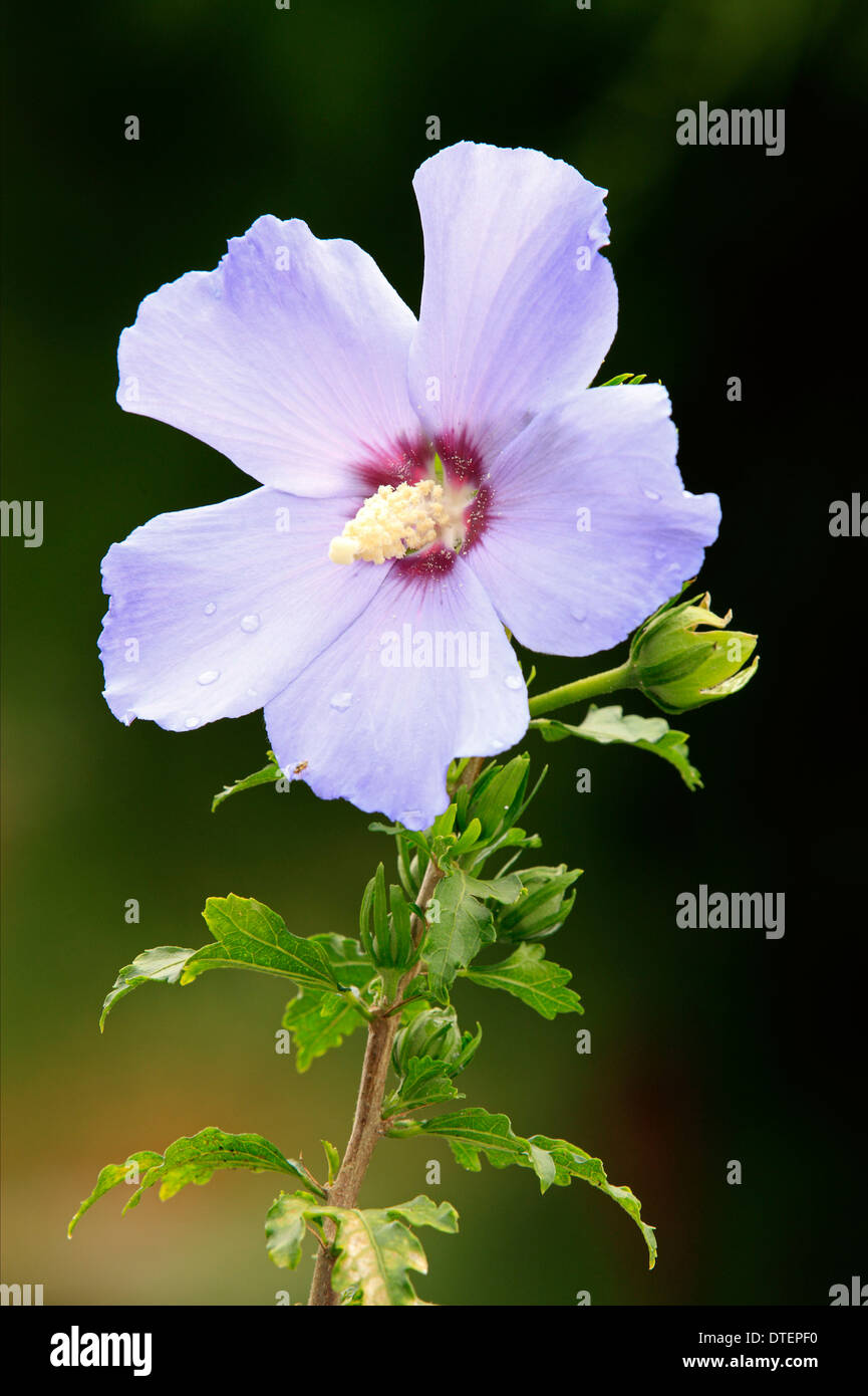Rose-of-Sharon / (Hibiscus syriacus) Stock Photo