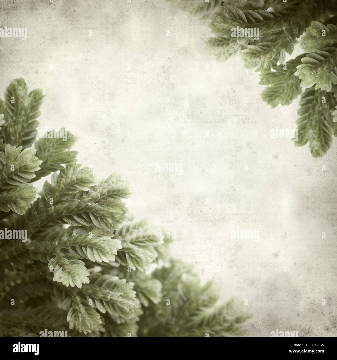 textured old paper background with Selaginella;, tropical moss Stock Photo