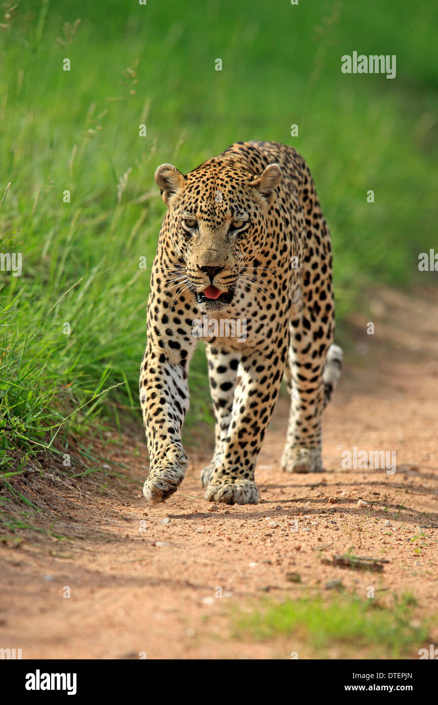 African Leopard, Sabi Sabi Game Reserve, Kruger national park, South Africa /   (Panthera pardus) Stock Photo