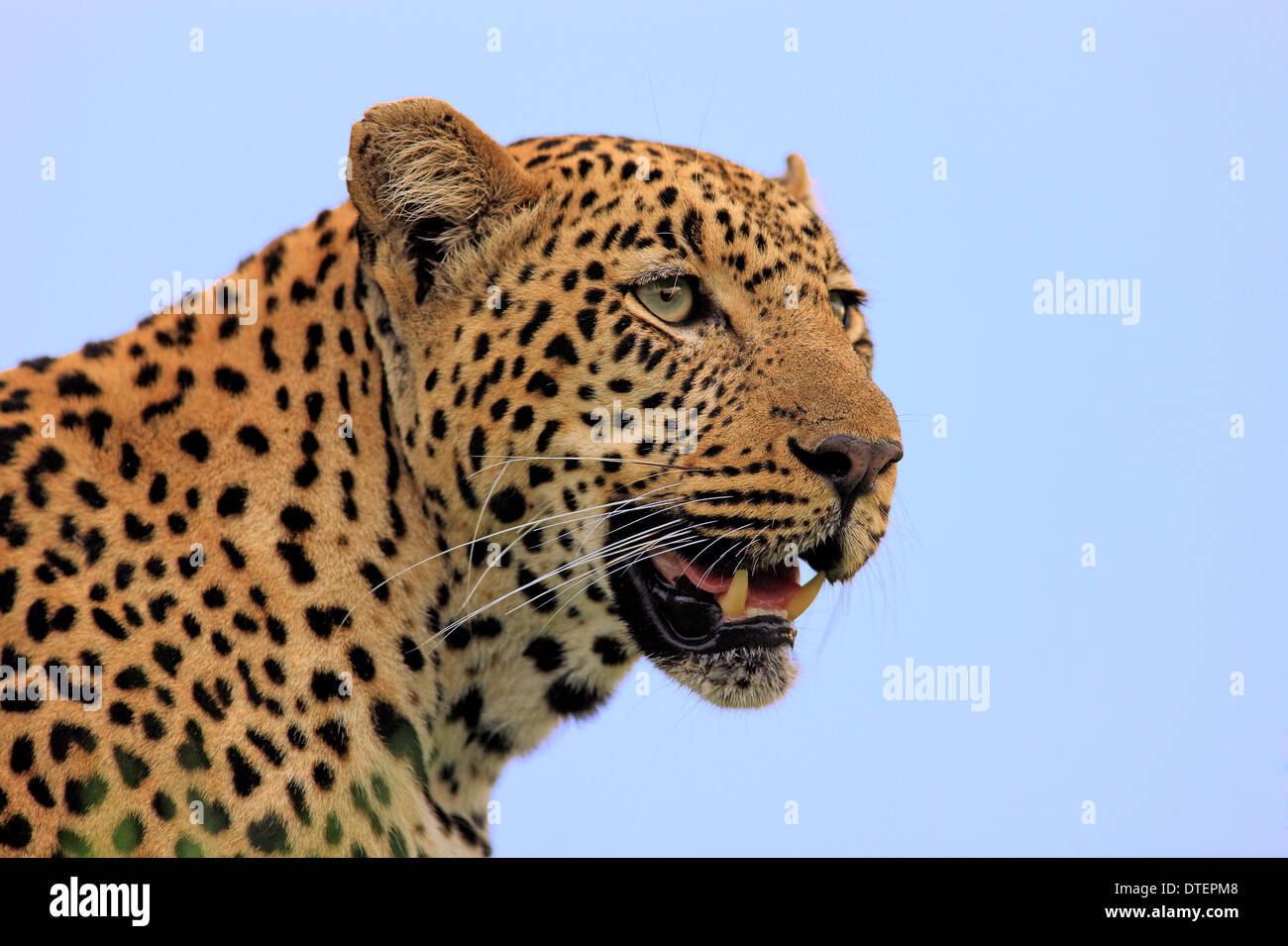 African Leopard, Sabi Sabi Game Reserve, Kruger national park, South Africa /   (Panthera pardus) Stock Photo