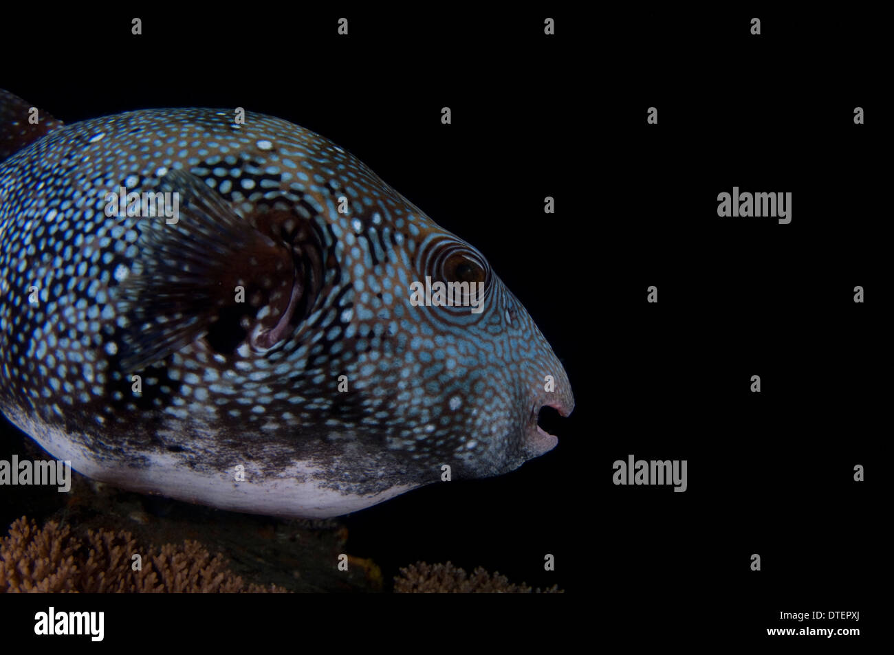 Map Pufferfish, Arothron mappa, The Maldives Stock Photo