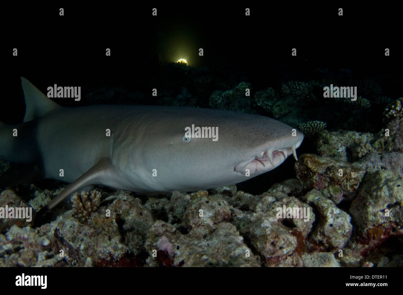 Tawny Nurse Shark, Nebrius ferrugineus, resting on sea floor, Vabbinfaru, North Male Atoll, The Maldives Stock Photo