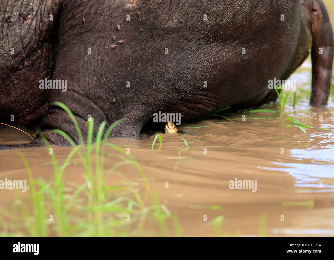 Starrbrust-Pelomeduse, Sabi Sabi game reserve, Kruger national park, South Africa / (Pelomedusa subrufa) Stock Photo