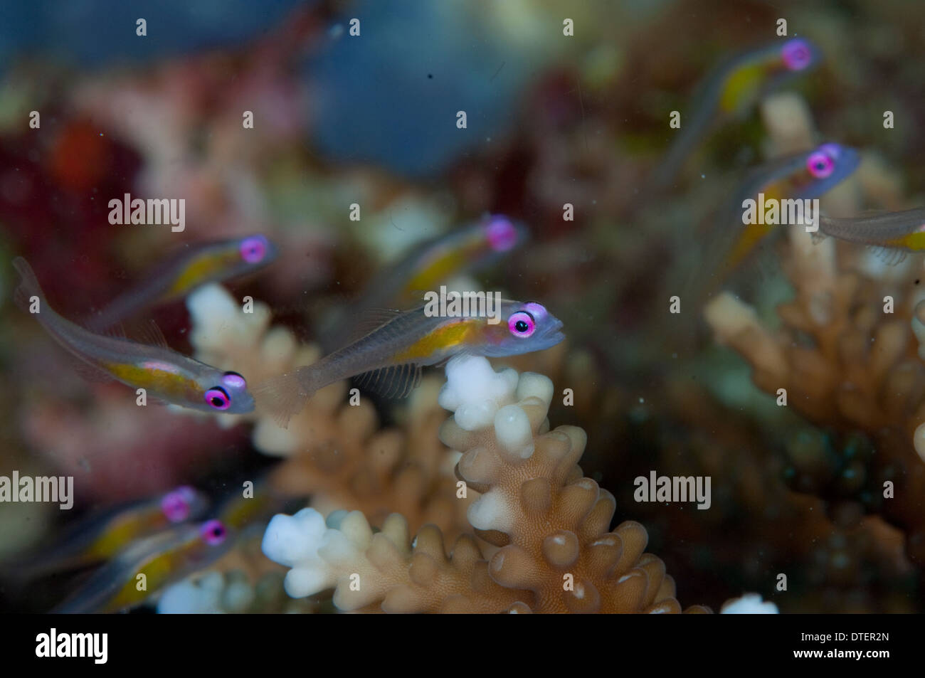 Several Pinkeye Goby, Bryaninops natans, on Hard Coral, Acropora sp., The Maldives Stock Photo