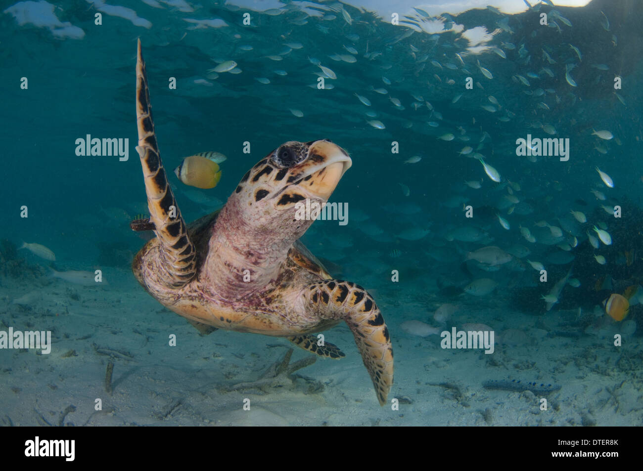 Tagged Hawksbill Turtle, Eretmochelys imbricata, looking at camera, surrounded by reef fishes, Vabbinfaru, The Maldives Stock Photo
