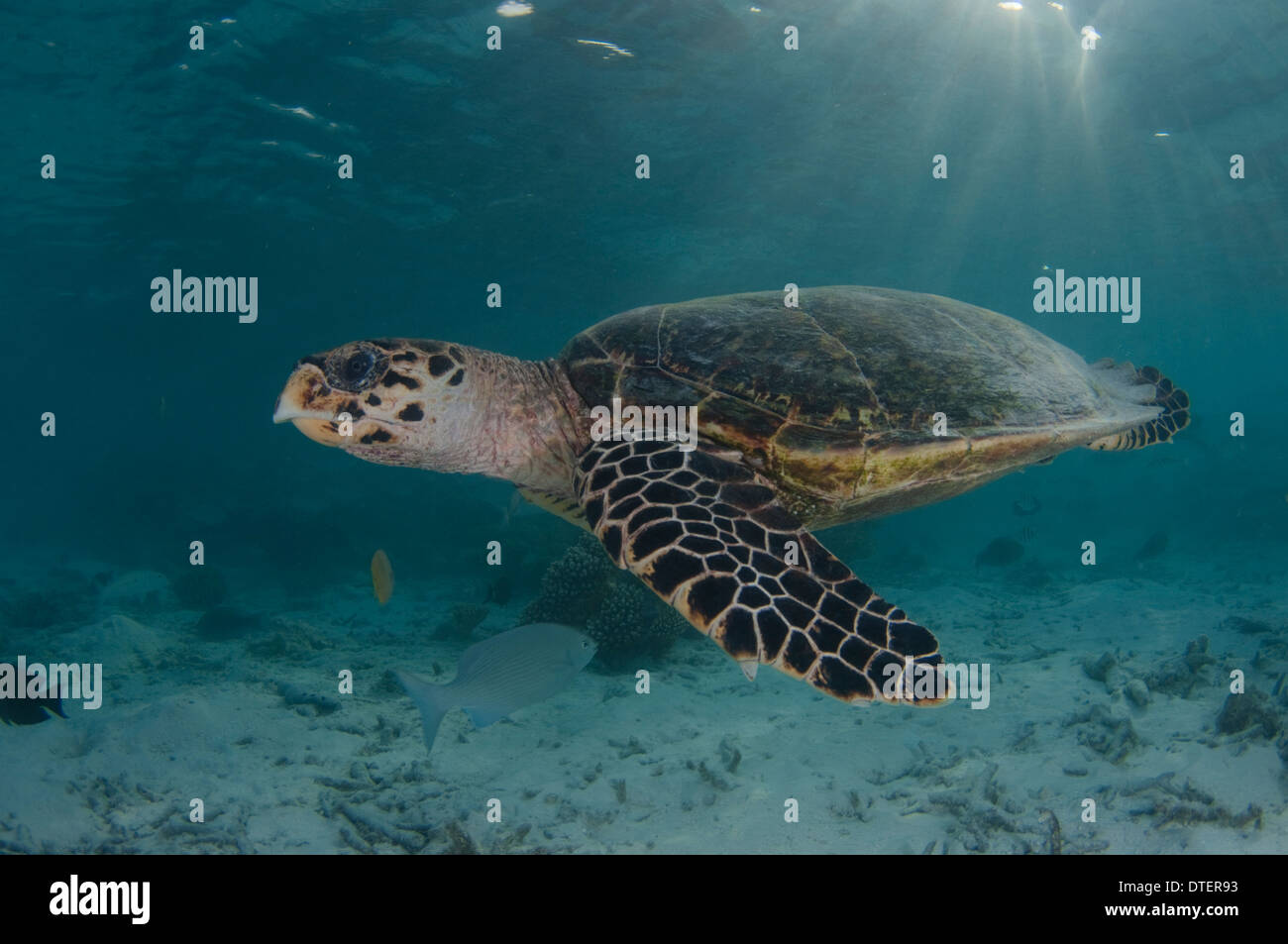 Hawksbill Turtle, Eretmochelys imbricata, Vabbinfaru, The Maldives Stock Photo