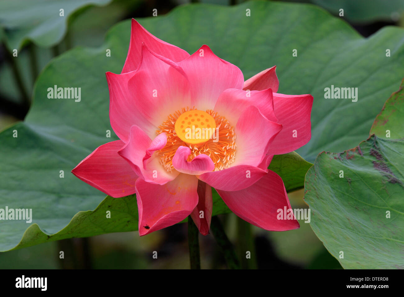 Indian Lotus, Kota Kinabalu, Sabah, Borneo, Malaysia / (Nelumbo nucifera) Stock Photo