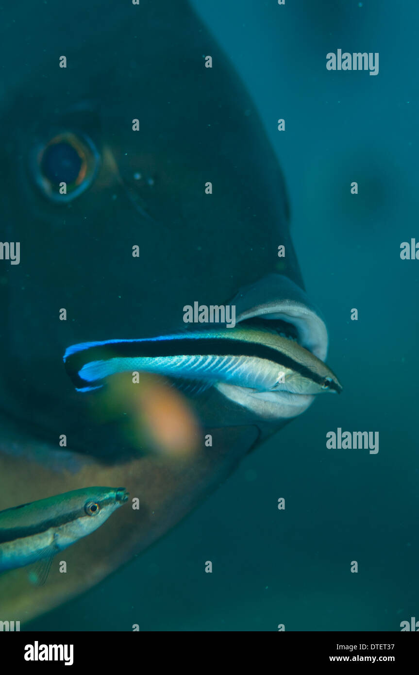 With a bluestreak cleaner wrasse hi-res stock photography and images - Alamy